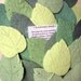 25 Wedding Favor Flower Seed Plantable Paper Leaves
