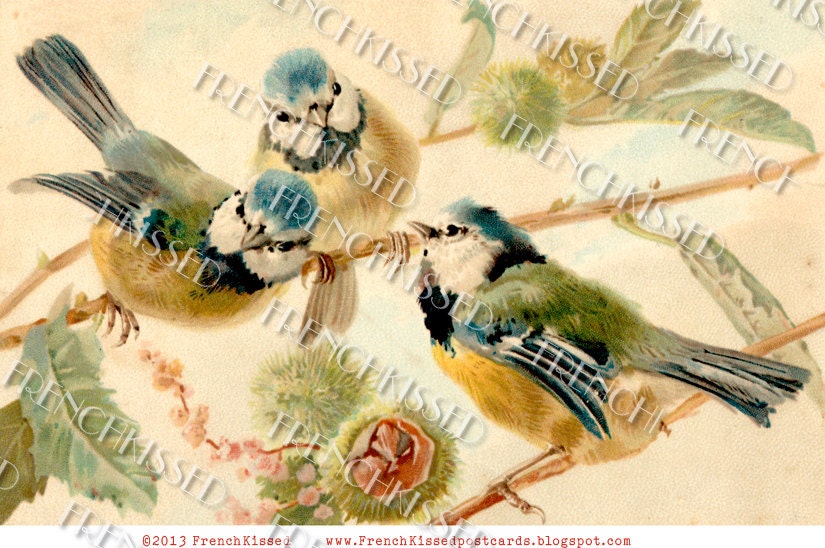 Instant Download Blue Titmouse Trio BIRDS antique German Postcard Digital Scan