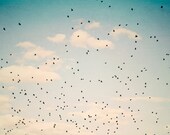 Taking Flight - 16x20 large photograph - nature, sunset, birds, trees, country, New Zealand, flight, clouds, room decor, wall art
