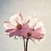 FREE SHIPPING Life is Beautiful - 8x10 pale pink cosmos flower photo - inspirational, typography, pastel spring summer room decor