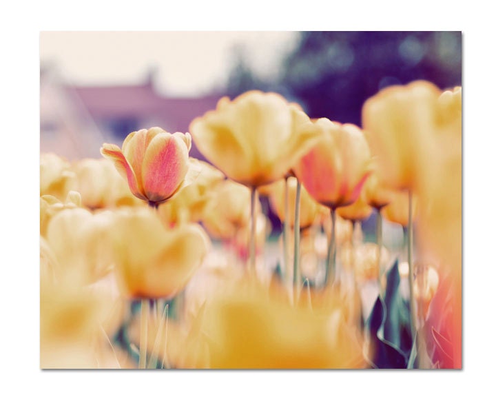 Nature Photograph, Field of Tulips, 8x10 Print, Fine Art Photo, Spring Flowers, Orange, Yellow, Apricot, Peach Colors