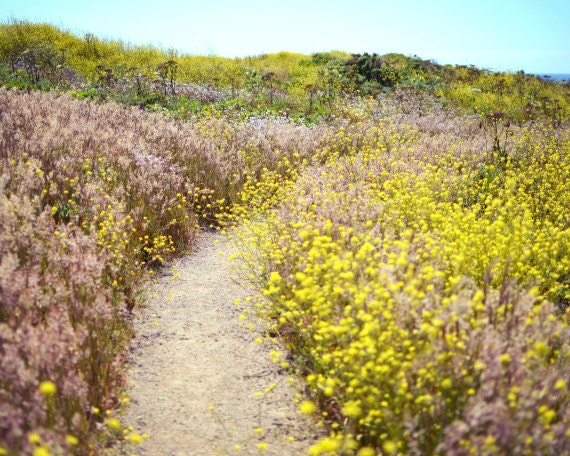 Landscape photograph - Spring photography - mustard yellow light pink - pastel wildflowers dreamy nature photograph - 8x10 Slice of Heaven