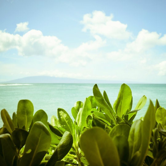 Ocean Photography - Seascape ocean coastal wall decor pale green leaves paradise aqua blue shore water photography print 8x8 - Lush Shore