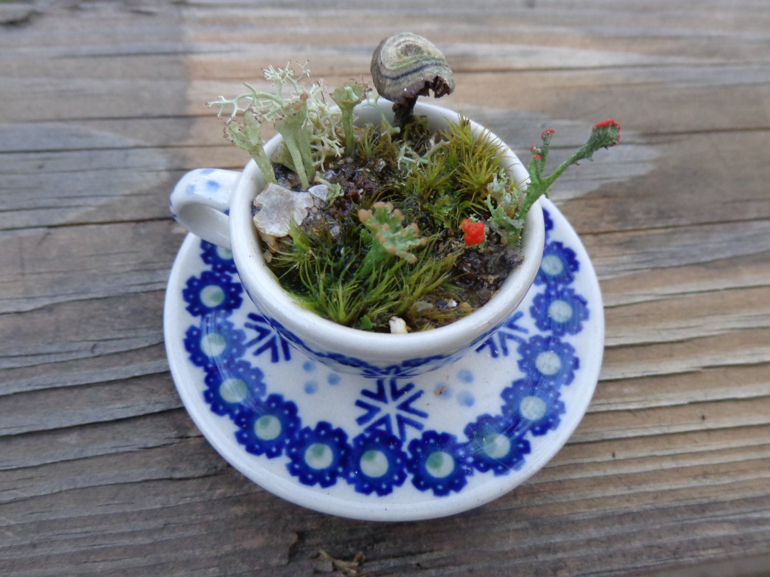Fairy Tea Cup Saucer  Moss Terrarium Zen Lilliputian Garden Blue White Red