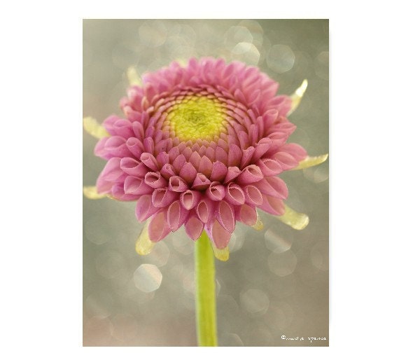 Flower Photograph 8X10 Flower Print...Affordable Home Photography Prints Nature Photography Nature Lover Woodland Scene Flower Botany Print