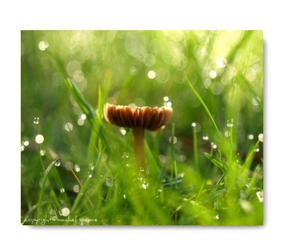 Mushroom Photograph 8X10 Mushroom Print Affordable Home Photography Prints Nature Photography Decor Nature Lover Woodland Scene Fungi