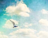 Nature photography, bird photography, beach print, blue accent, cream, tern, gull, skyscape, dreamy