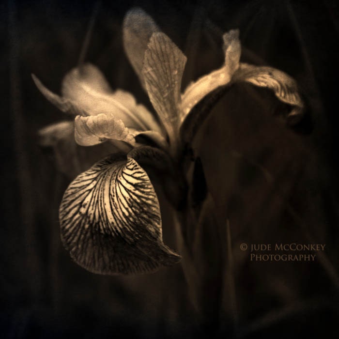 iris flower floral photography sepia 20x20 fine art photography brown home decor