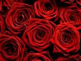 Rose Essential Oil Blend Rose Otto Replacement Oil