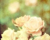 Flower photography shabby chic decor springtime bloom botanical flower print pink and green - Tea and Roses 8x8 photograph