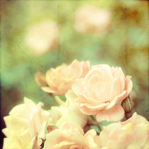 Flower photography shabby chic decor springtime bloom botanical flower print pink and green - Tea and Roses 8x8 photograph