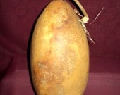Gourds  Heavy Unique Odd Shaped Gourd (Item 28)