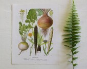 Vintage Botanical Print  - Turnip, Salsify, Swede, Scorzonera  - 1973