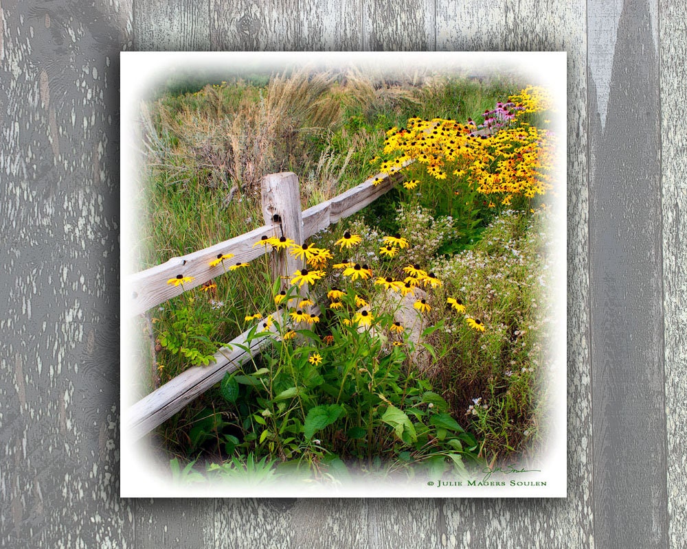 Black Eyed Susan Pictures -Flower Photography -Home and Garden -Country Home Decor -Gifts for Her -Fine Art Photography -8x8 Print