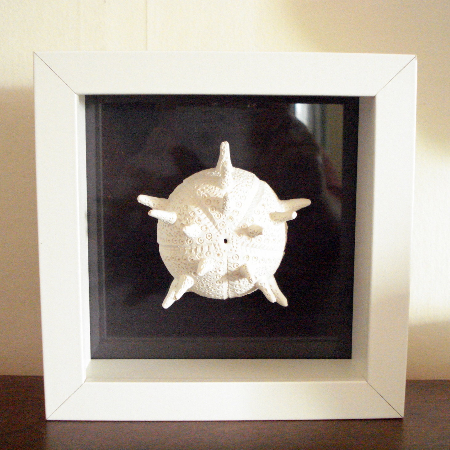 Sea Urchin ceramic sculpture in white shadow box frame Beach House Decor