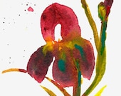 Crimson Iris, ACEO Original watercolor