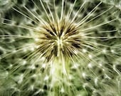 Dandelion Seeds - Dreamy Nature Macro Photography. Contemporary, Modern wall art, office, home, nursery decor - MariannaMills