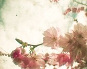 Dreaming of You - Flower photography, cherry blossom, nature art, spring decor, pastels, shabby chic photo 8x8 print