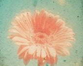 Gerbera - Spring wall art, pink Gerbera Daisy, nature, flower photography, summer decor, vintage style 8x8 Print