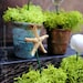Thimble Planters / Nautical Beach Decor / Miniature Air Plant Containers / Real Sea Shells & Starfish / Collectible Party Favors