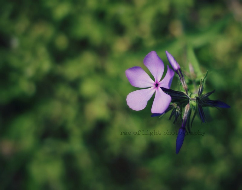 Lavender Love Flower - 11x14 Etsy Original  Art Photography Print
