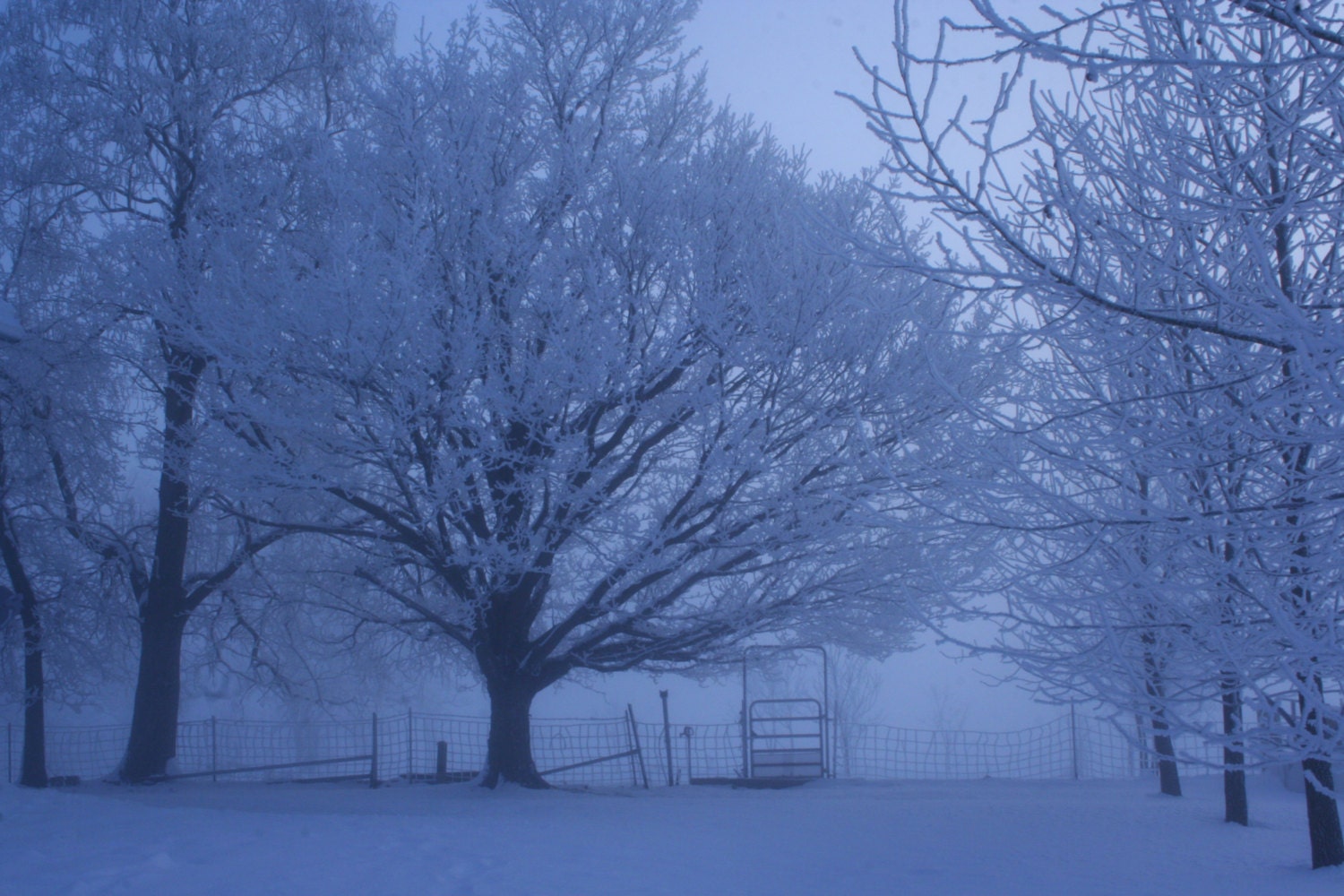 Frost in the Pasture 4x6 Metallic Print