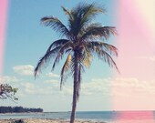 Palm Tree in the Sunshine Color Photo Nature