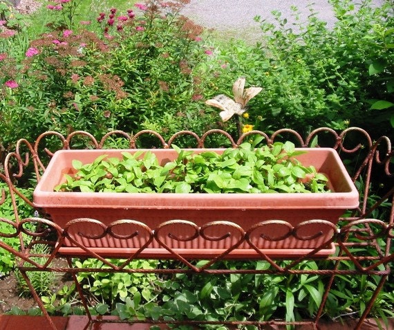 Basil Seed Collection - 4 different varieties - Organic Kitchen or Container Gardening