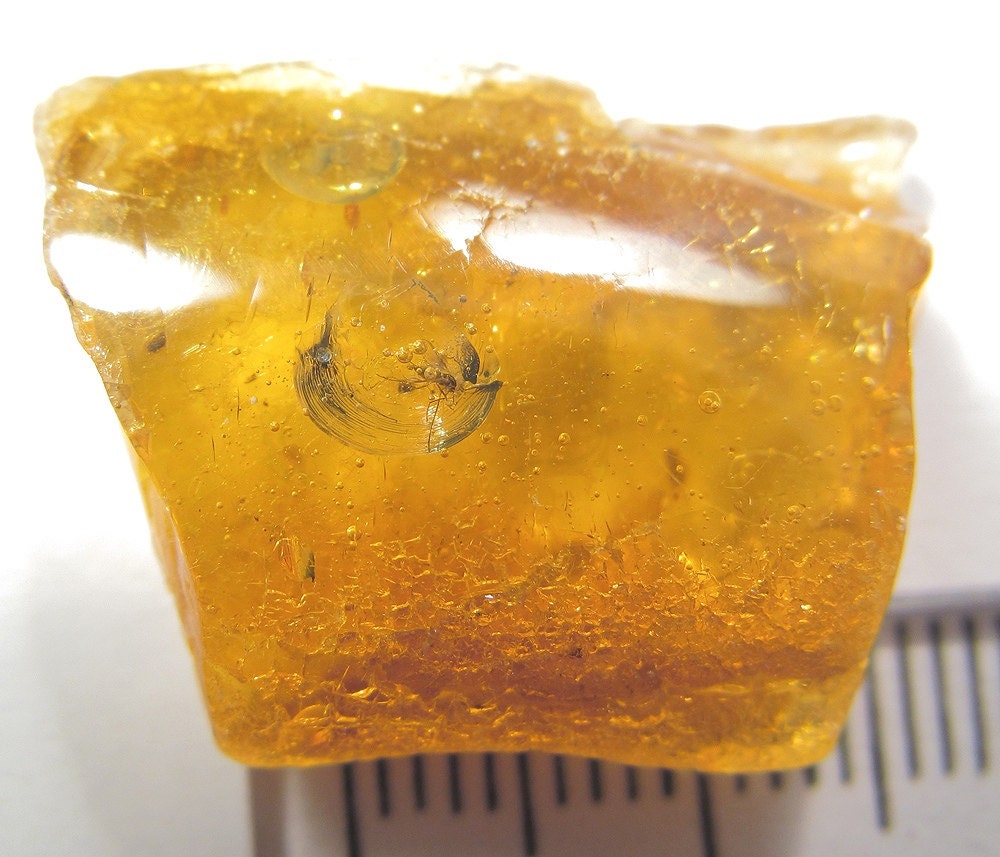 Fossils of 2 insects in the Baltic amber. EM301