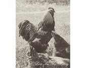 Rooster Photo, Chicken Photograph, Farm Photography, Adirondacks, Black and White, Sepia Toned, 8x10 Fine Art Print, Birds, Rustic Decor