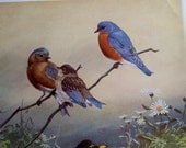 1939 Bluebird bird print, Vintage Illustration by Allan Brooks, Robin,Thrush