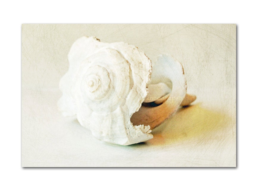 Seashell photograph nautical art vintage sepia white ecru beach ocean 8x10 wall decor