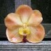 REAL Natural Soft Golden Peach ORCHID Pin and Pendant