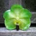 REAL Natural Emerald Green ORCHID Pin and Pendant