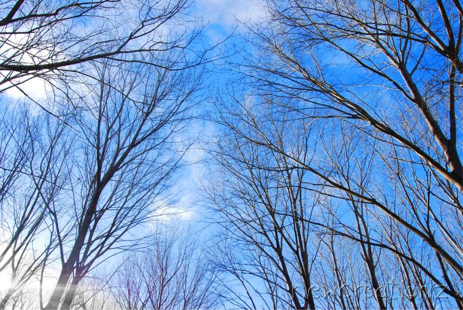 Tree canopy blue sky photographic PRINTABLE photo wall art 8x10 10x10 16x20 11x14 20x30