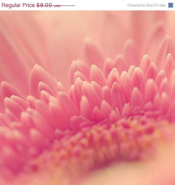 SALE Pink Flower Photograph - gerbera daisy nature yellow floral fall autumn fine art salmon - Pretty In Pink 4x4