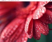 SALE Spring Flower Photograph - nature gerbera daisy romantic water drops pink dark red fuschia green sage 8x10