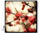 Eclosion Rouge - Fine Art Photography French Nature - Photo Postcard