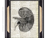 KIDNEY ANATOMY art print human anatomy medical science nephrology black white vintage dictionary book page dictionary print 8x10