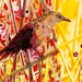 Southwest Bird Abstract Art Giclee Print Yellow Red Wall Decor 8 x 10 Digital Print