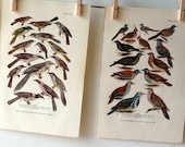 Vintage Book Plates - Australian Birds - Honey Eaters and Ground Feeding Pigeons and Doves