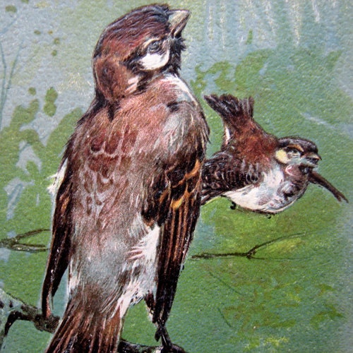 Victorian bird postcard, 1900s