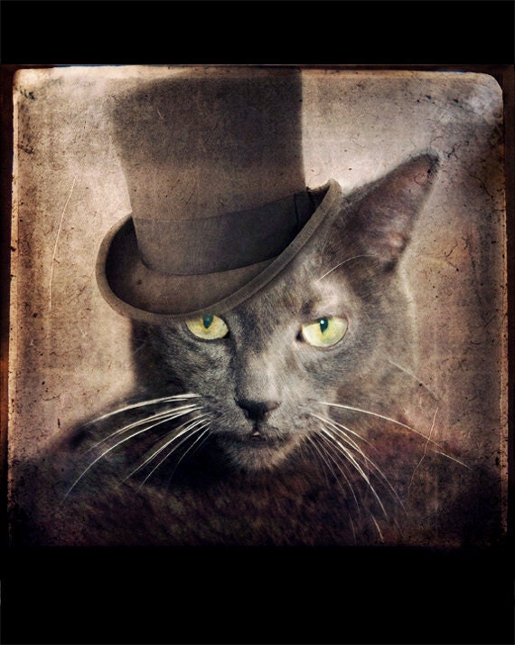 Portrait Photography Gray Cat Photo Russian Blue Animal Photography Photo Collage 8x10 Print - Captain Grey