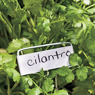 6 COOL CILANTRO - Soy Wax Melts - Wickless Candle - Tarts - Herbs - Fresh - Garden - Highly Scented - Hand Poured