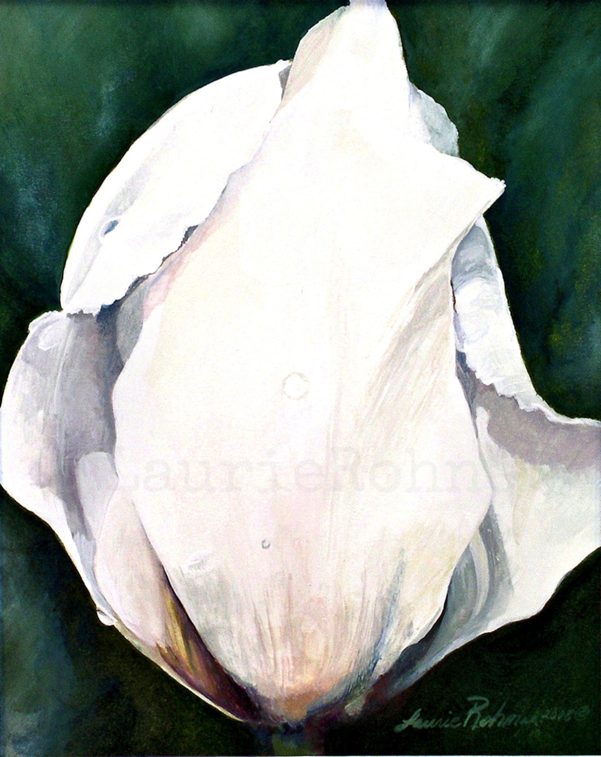 Botanical Watercolor Original Painting White Tulip Garden Flower by Laurie Rohner