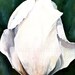 Botanical Watercolor Original Painting White Tulip Garden Flower by Laurie Rohner