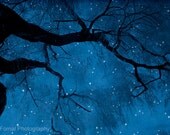 Nature Photography, Surreal Starry Nature, Blue Haunting Spooky Tree Limbs, Fantasy Blue Stars Sky Photo 8" x 12"