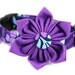 Purple Dog Collar Flower - Bellflower
