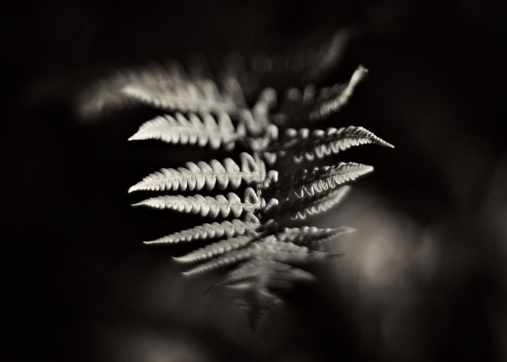 Nature Photography, Fern Print, 5x7 Print, Black and White, Macro Photography, Woodland, Forest, Dreamy Photo, Home Decor