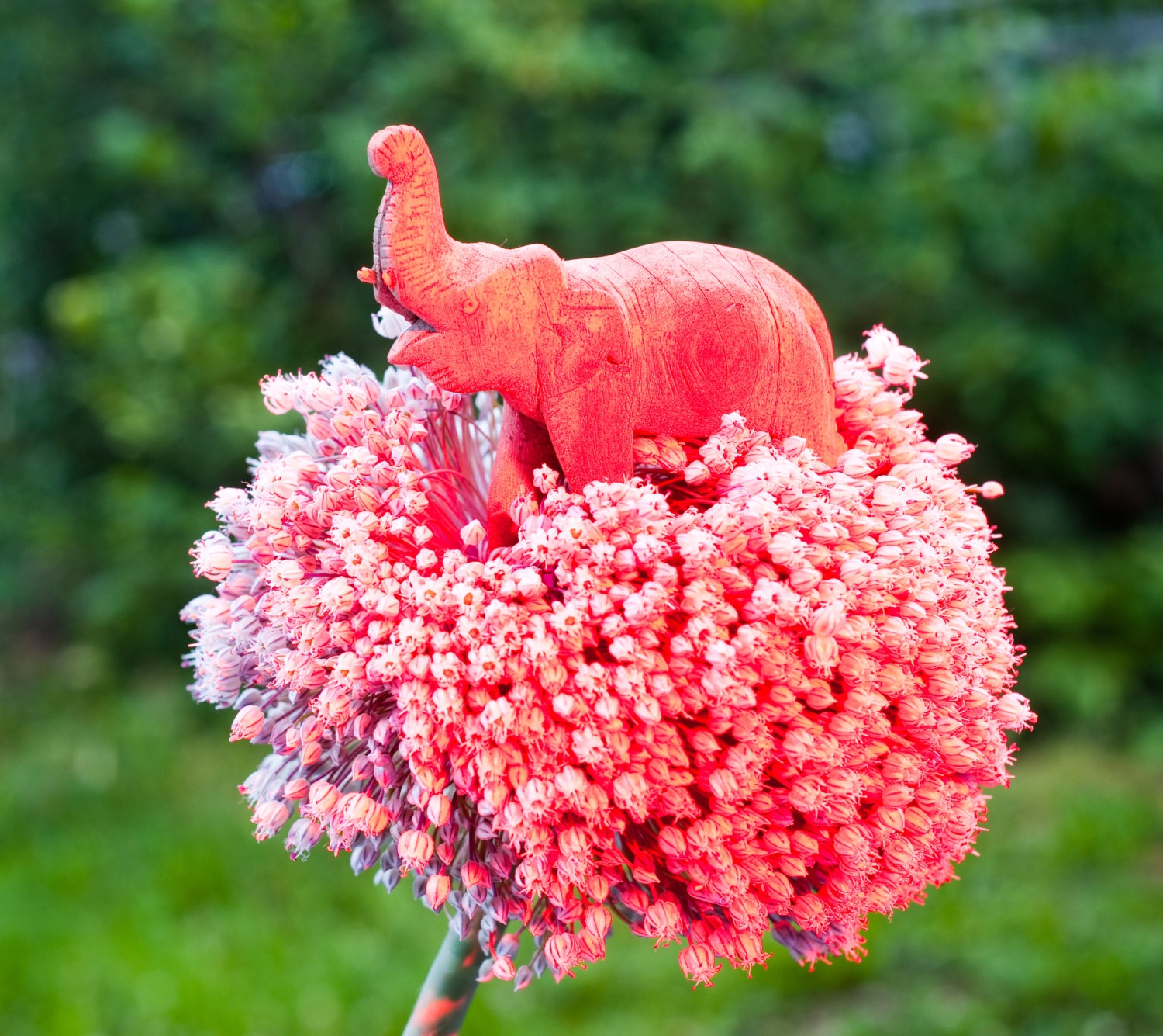 Pink Elephant - Fine Art Photo on 5x5 Bamboo Panel